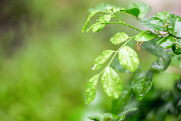 Blurred Background tropical green leaves . Vivid summer floral Foliage Green greenery with leaves In the garden path can be used for display or enter text and montage anything your