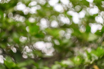 Fototapeta premium Blurred Background tropical green leaves . Vivid summer floral Foliage Green greenery with leaves In the garden path can be used for display or enter text and montage anything your