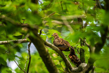 Mourning Dove On Branch