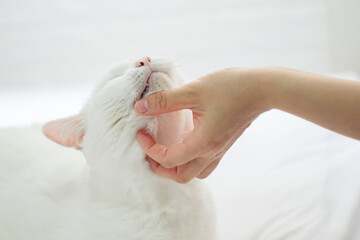 happy cat lovely comfortable sleeping by the woman stroking hand grip at . love to animals pet White cat concept .