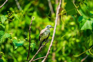 Mockingbird on a branch
