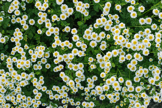 Kwitnąca pole wrotycza, złocień maruna