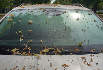Honigtau einer Linde auf einem parkenden Auto  - obrazy, fototapety, plakaty