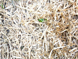 Textured wood shavings interspersed with grass and plants