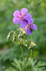Violet flowers geranium pratense (meadow cranesbill) with drops of rain in sunlight