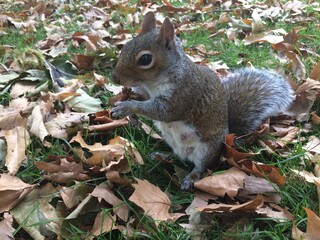 Ardilla en el parque