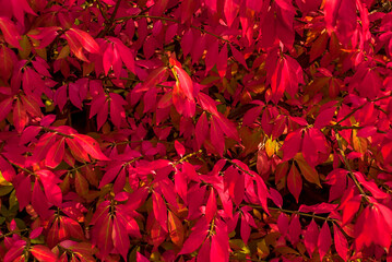 Red leafs photographed in Cologne, Germany. Picture made in 2009.