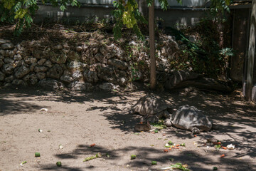 żółwie kamienie piasek drzewo liście © Katarzyna