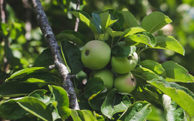 Wild apple tree. Green apples on a branch close-up.