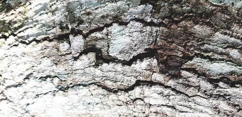 A beautiful art of nature on trunk
