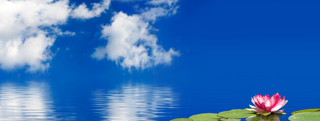  lotus flower in the water against the sky with clouds.