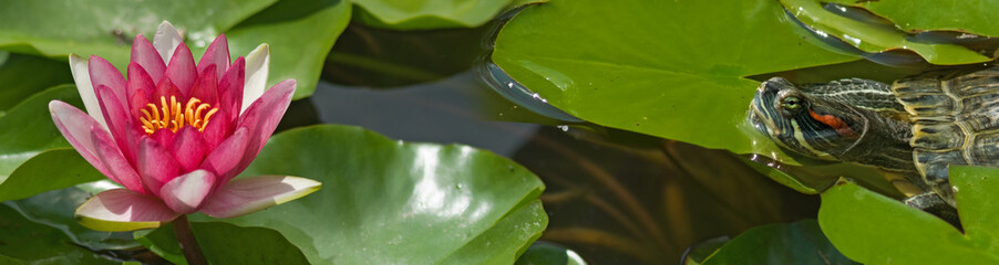  lotus flower and a turtle lying on a lotus leaf.