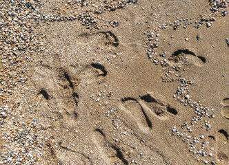 Many different prints of male and female legs on the sea sand with sea shells. Walk barefoot along the shore with footprints. Tourist rest.