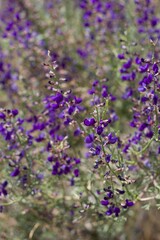 Naklejka premium Purple Raceme bloom on California Indigo Bush, Psorothamnus Arborescens, Fabaceae, native Perennial Deciduous Shrub on the edges of Joshua Tree City, Southern Mojave Desert, Springtime.