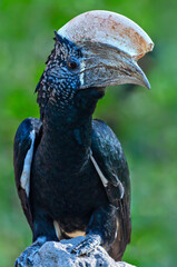 Silver cheeked hornbill in Lake Manyara, Tanzania