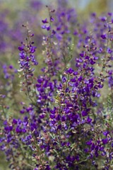 Naklejka premium Purple Raceme bloom on California Indigo Bush, Psorothamnus Arborescens, Fabaceae, native Perennial Deciduous Shrub on the edges of Joshua Tree City, Southern Mojave Desert, Springtime.