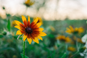 Obraz premium Kwitnący kwiat rudbekii