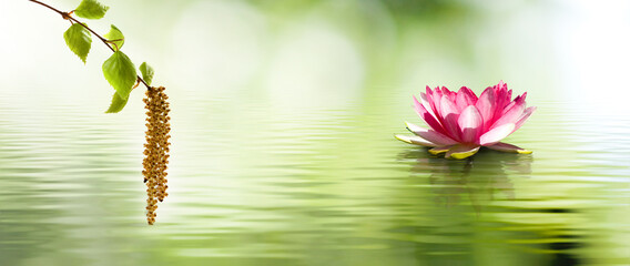  lotus flower in the water and flowering tree branch