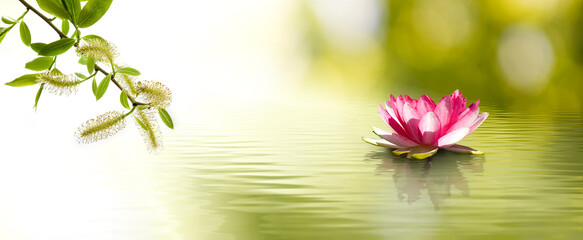  lotus flower in the water and flowering tree branch