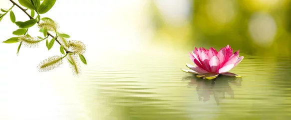 Fotobehang Zen  lotus flower in the water and flowering tree branch  © cooperr