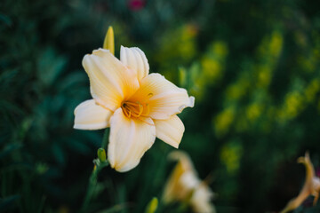 Fototapeta na wymiar Kwitnący liliowiec
