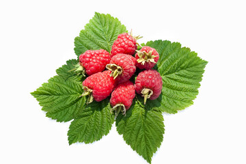 Raspberries arranged on leaves on a white background