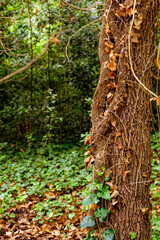 bosque otoñal con arboles y hojas secas en Italia
