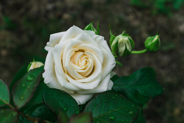 fresh white rose on a green background
