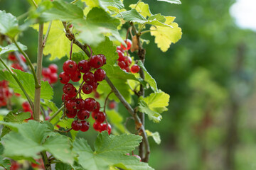 red currant Bush on a beautiful background