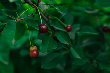 Obraz premium fresh cherry on a beautiful background 