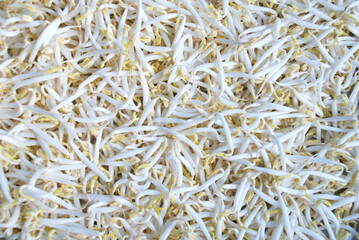 fresh raw peeled green bean sprouts