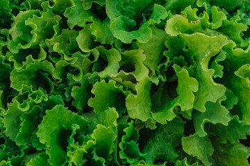 lettuce leaf texture on a green background