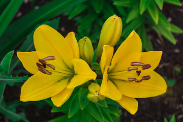 yellow lilies on a green background