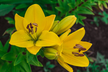 yellow lilies on a green background