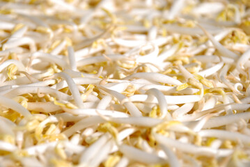 fresh raw peeled green bean sprouts