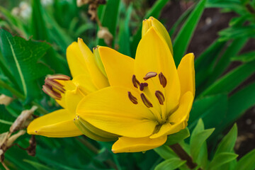 yellow lilies on a green background