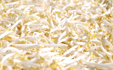 fresh raw peeled green bean sprouts