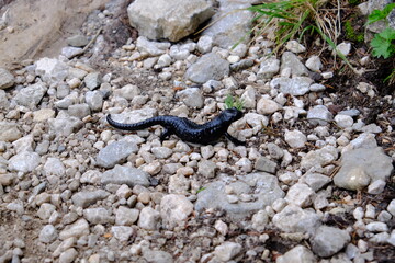 Schwarzer Salamander