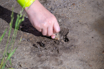 Hand of a child who digs wet sand with a stone