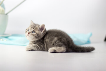 Pretty kitten playing with yarn ball on light background.