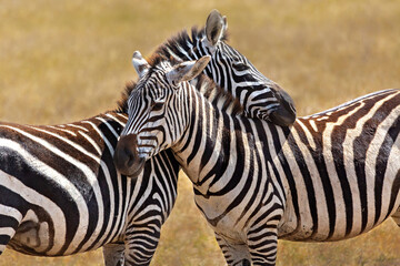 Fototapeta na wymiar Zebras in Ngorongoro Crater in Tanzania