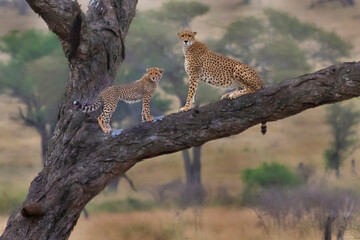 Cheetah and the cub on the tree in Serengeti, Tanzania