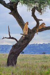 Lion cubs in the tree, in Serengeti, Tanzania - obrazy, fototapety, plakaty