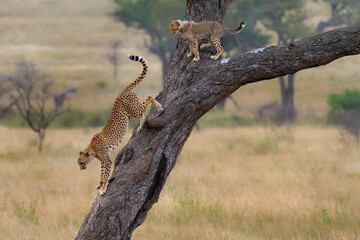 Fototapeta na wymiar Cheetah and the cub on the tree in Serengeti, Tanzania