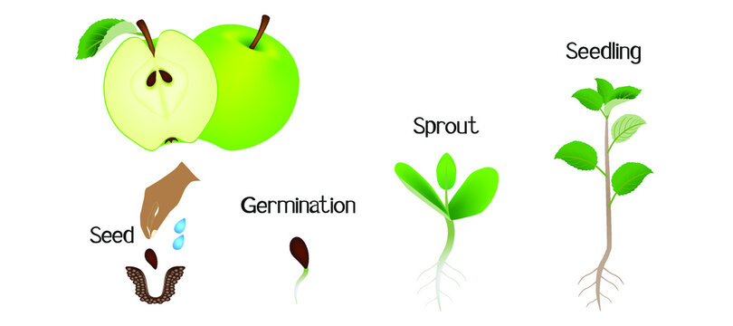 Sequence of an apple plant growing isolated on white.