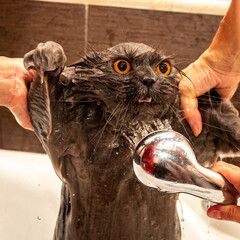 Funny wet British cat with bright orange eyes, with an open mouth takes a shower. Pet Hygiene Concept. Wet, angry cat. Grooming.