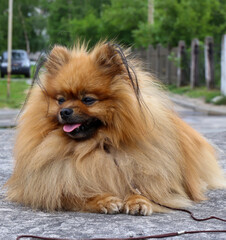 Obraz premium Spitz German or Pomeranian in an urban environment