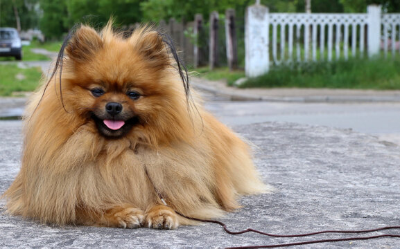 Spitz German or Pomeranian in an urban environment