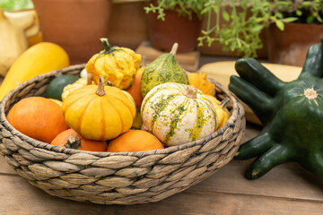 Autumn harvest in a farm market. Decorative pumpkins in a basket