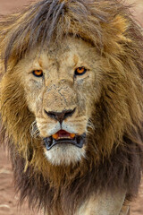 Old male lion in Ngorongoro crater, Tanzania